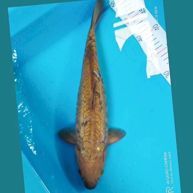 Chagoi Aragoke 39cm