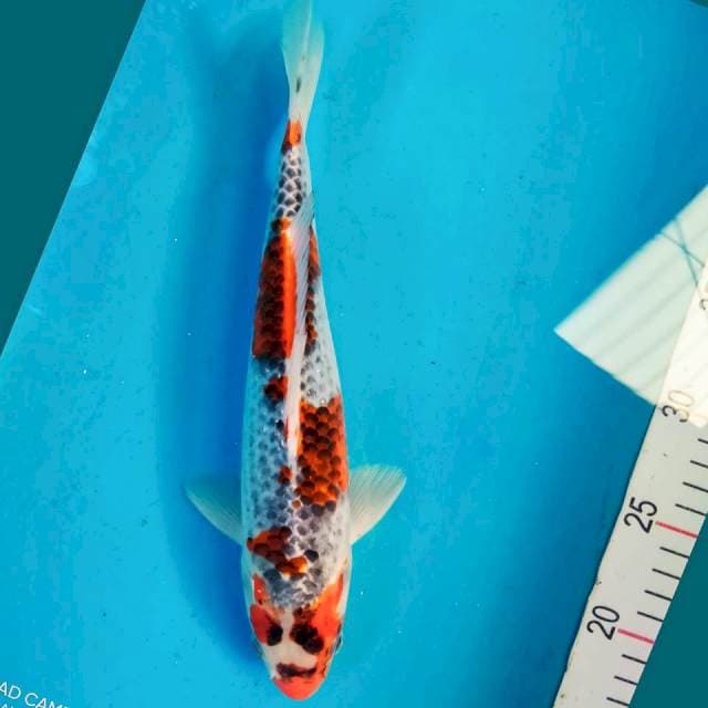 Goshiki strong 28cm