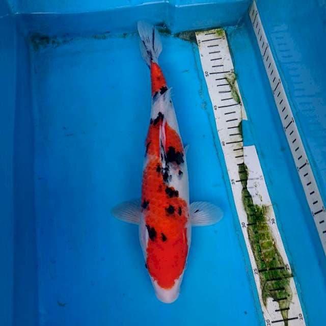SANKE STRONG 32 cm
