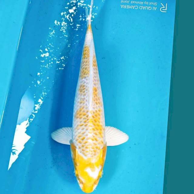 Hariwake 34cm