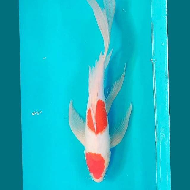 Kumpay Kohaku 39cm
