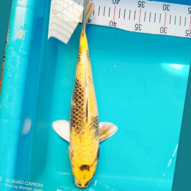 Kin Showa 33cm