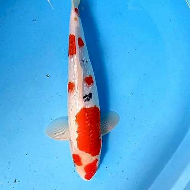 Sanke ginrin 35 cm