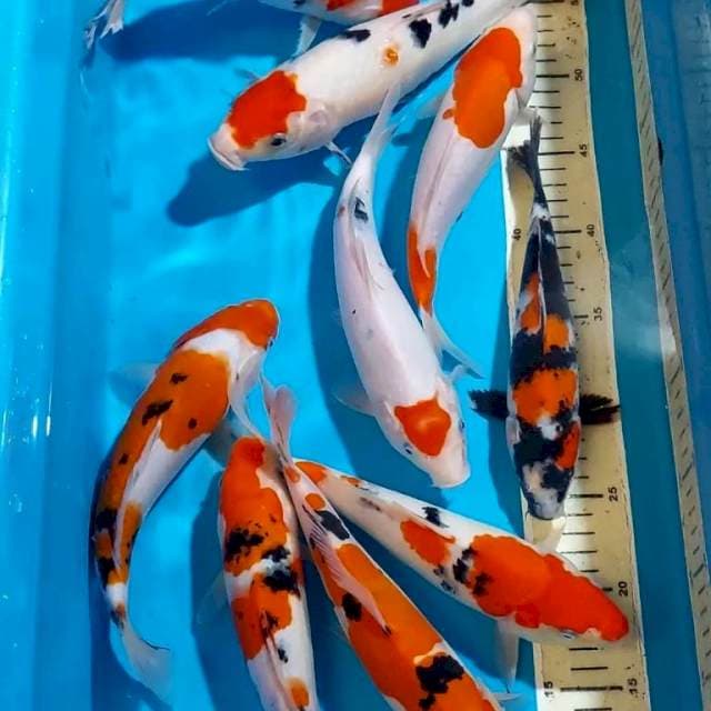 SANKE KOHAKU SHOWA TANCHO 22-27 CM 10 EKOR