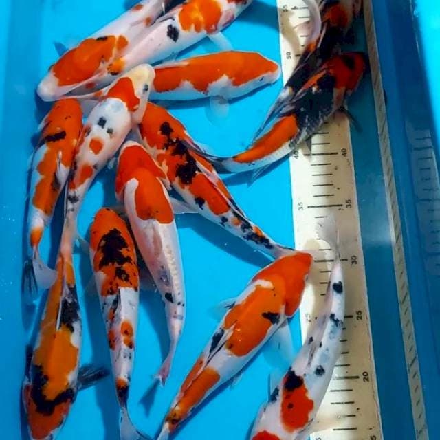KOHAKU SANKE SHOWA 18-23 CM 16 EKOR