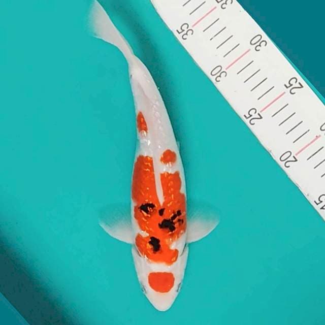Sanke maruten Ginrin 29cm