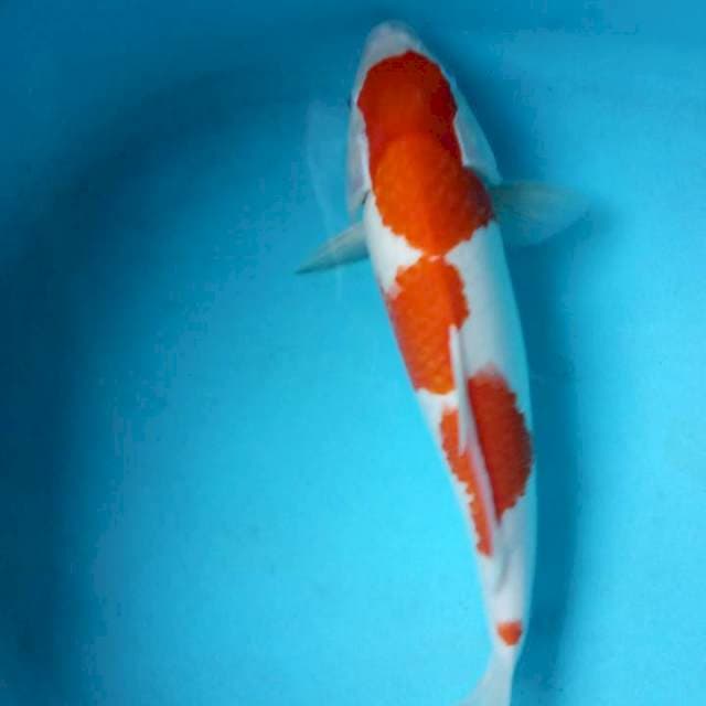 Kohaku