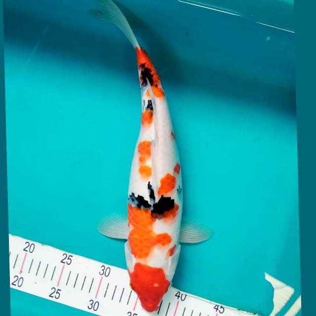 Sanke Jantan 38cm