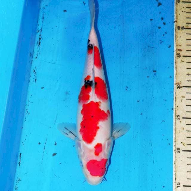30cm SANKE PROSPEK