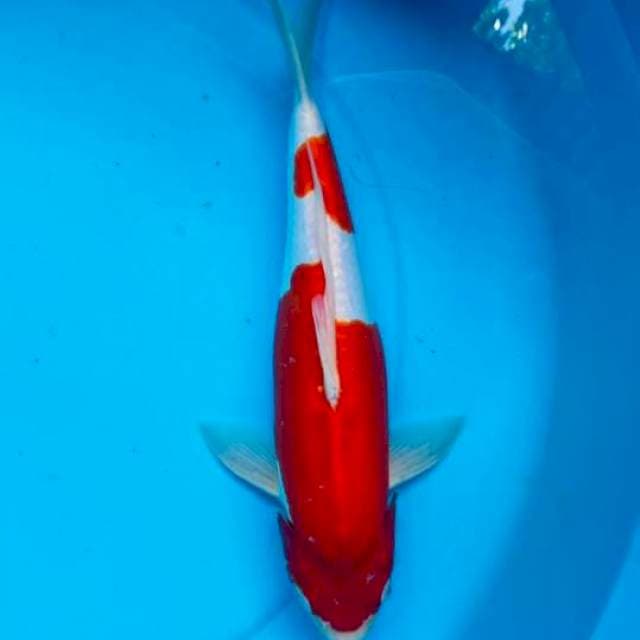 Nidan kohaku doit ,M34cm