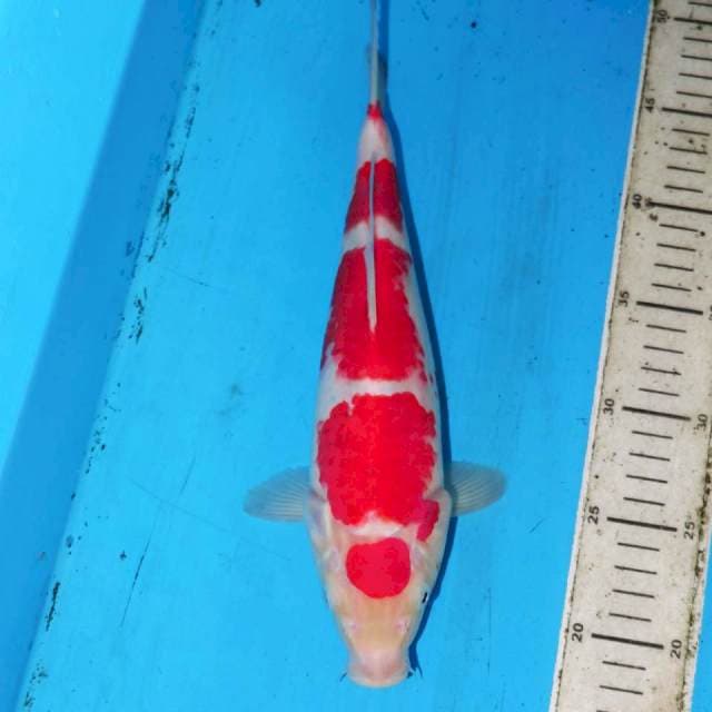 31cm KOHAKU SIPPP