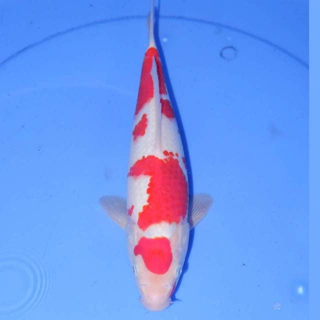 KOHAKU TOTOL TOTOL