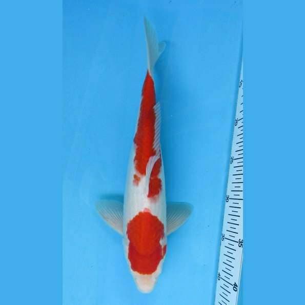 Near Koi - Kohaku 32cm