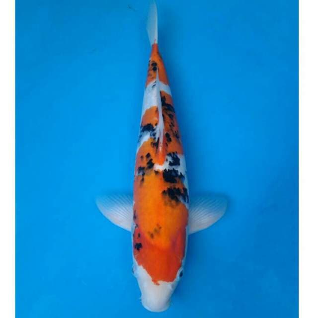 Okawa Jumbo Sanke