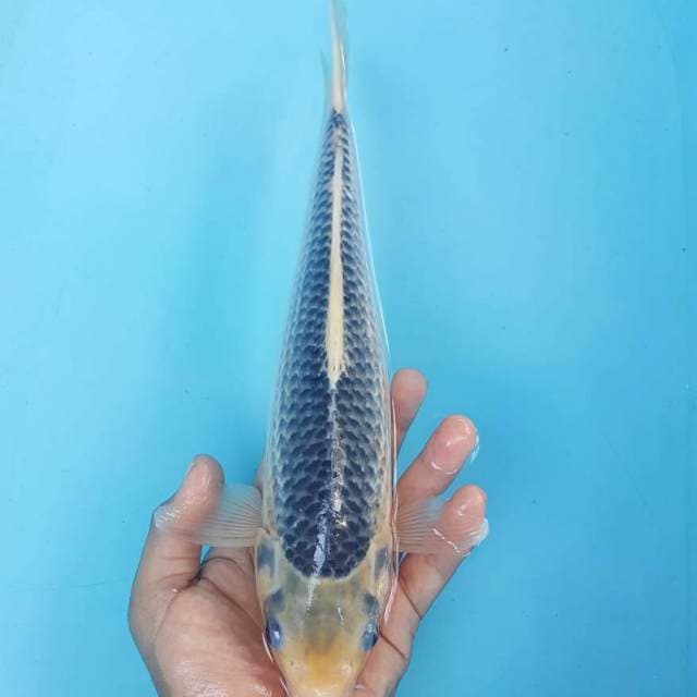 ASAGI 33CM