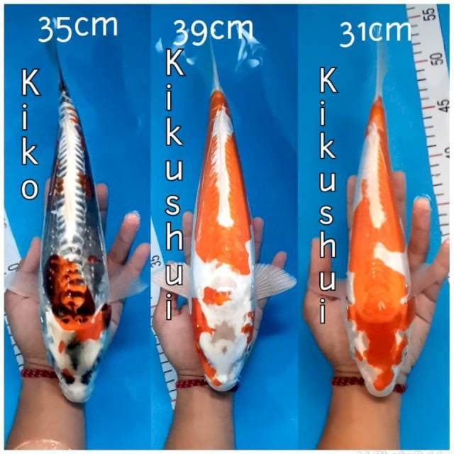 Paket Kikushui Kiko