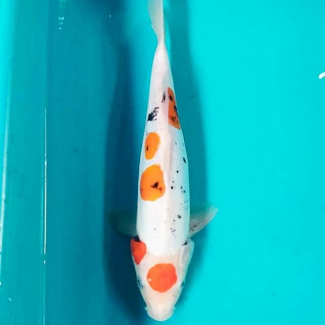 Maruten Jantan 32cm