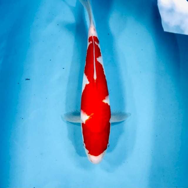 Kohaku Inazuma, 32 cm