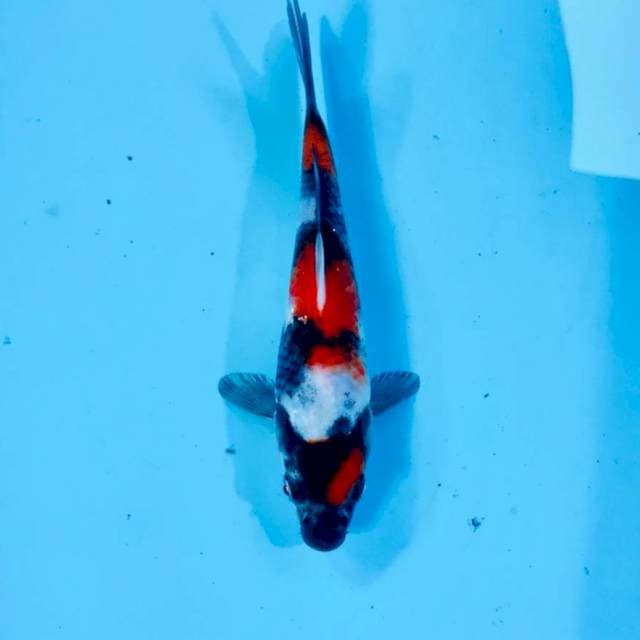 Showa, 18 cm