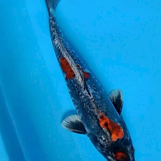 BENIKUMON 30 CM