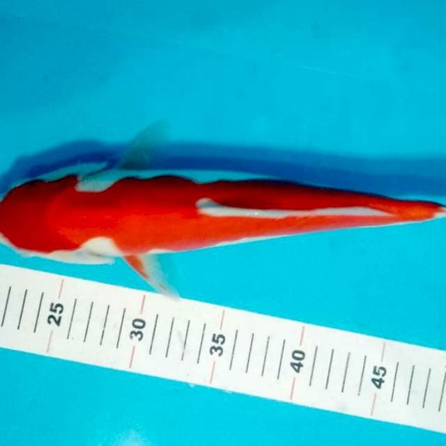 KOHAKU DOIT STRONG 34 CM