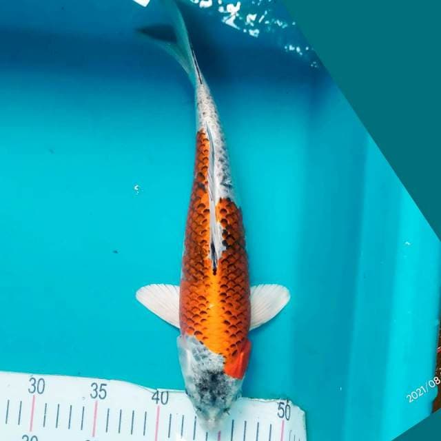 Ginga Jantan 33cm