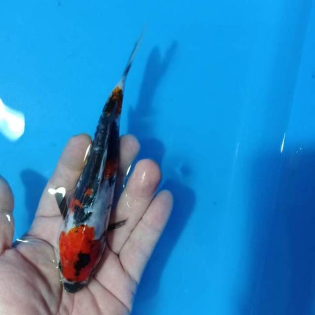doitsu aragoke 15cm