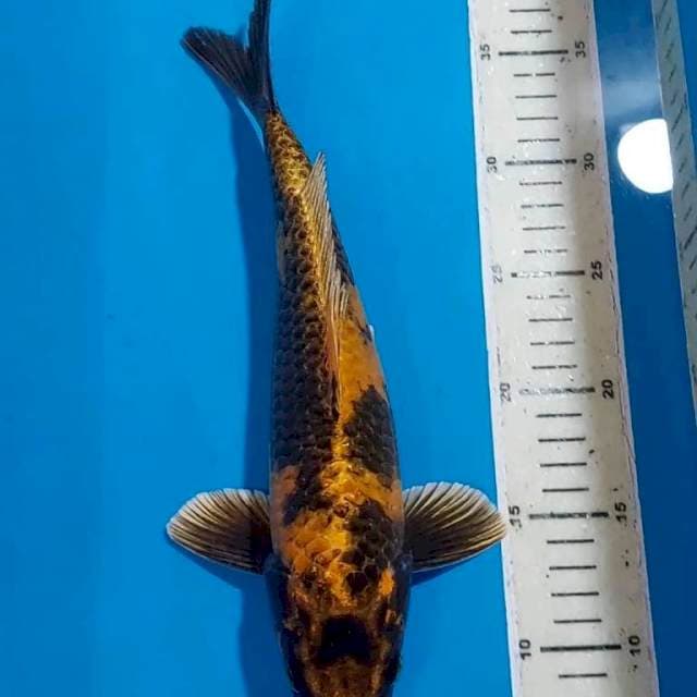 KIN KI UTSURI 31 CM