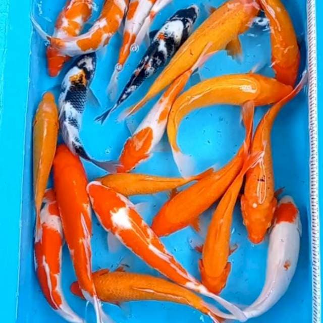 Mix, Aka hajiro kohaku showa Tanco 20 ekor