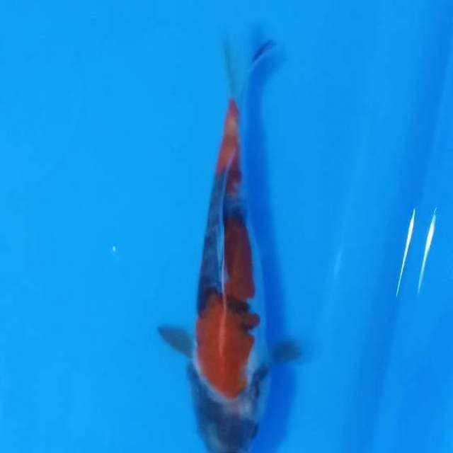 doitsu aragoke 15cm