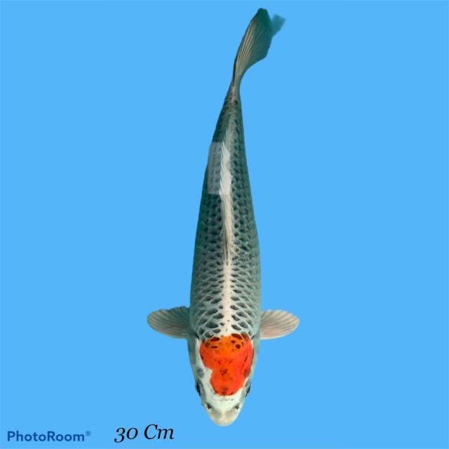 Tanco Kujaku Male 30cm