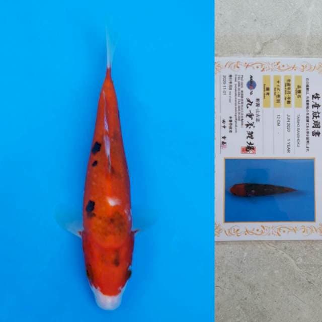 Marujyu Sanke 20cm certi