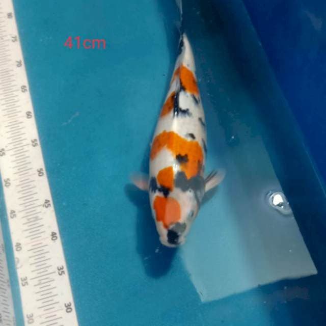 Showa female 41cm