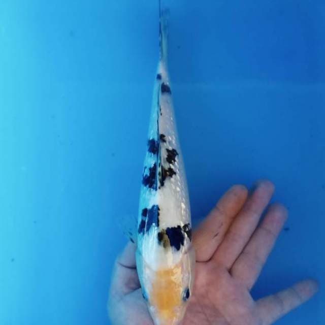 bekko ginrin kualitas show 27cm manteb..