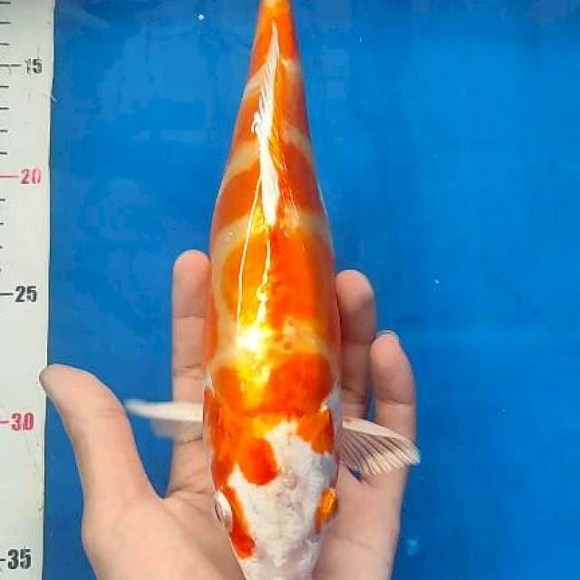 Doitsu murni 27cm