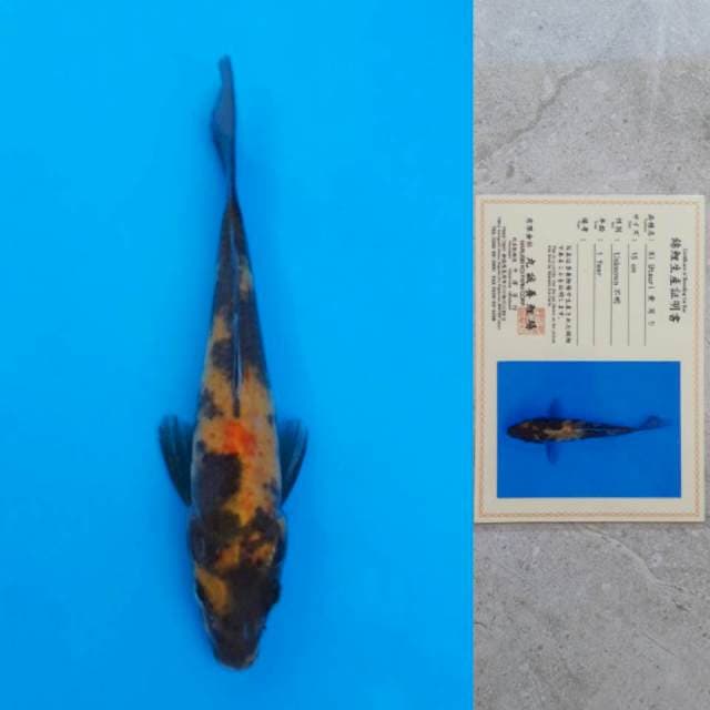Marusei Ki-Utsuri 16cm Certi