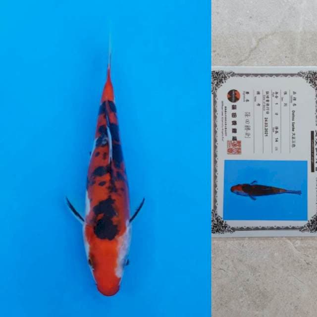 Shinoda Doitsu Sanke 16cm Certi