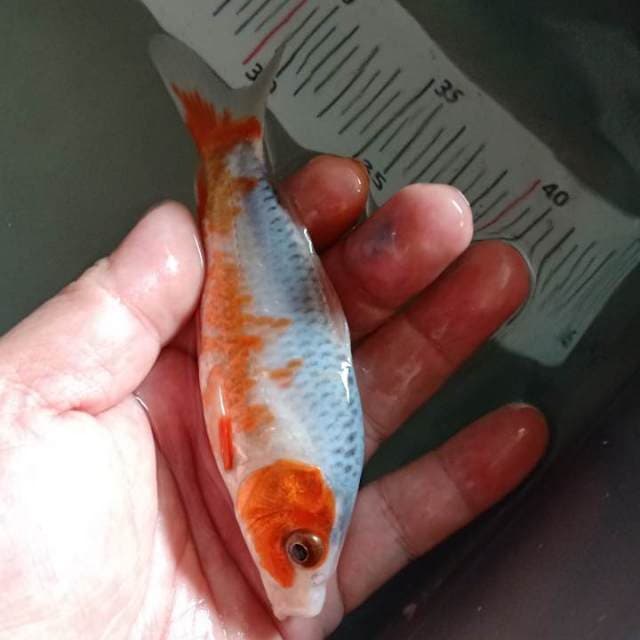 F1asagi 14cm.warna samping