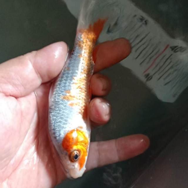 F1asagi 14cm.warna samping