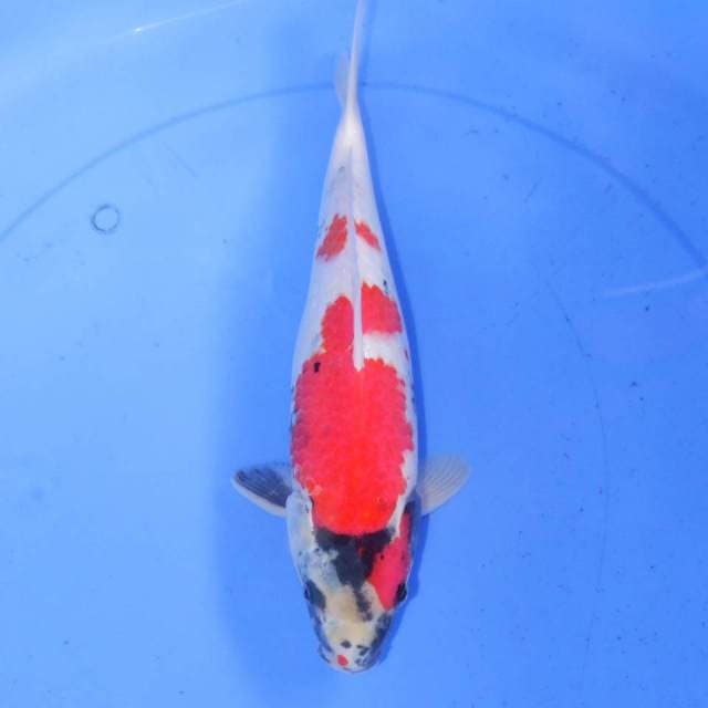 31cm KINDAI SHOWA