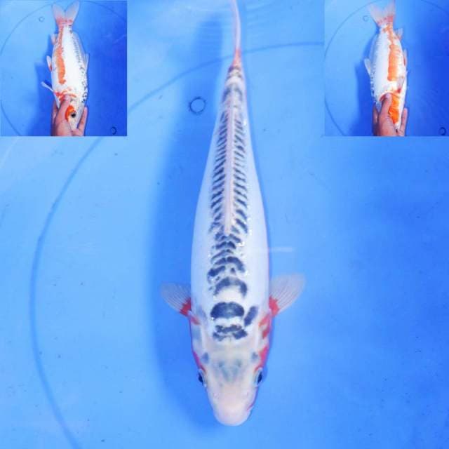 34cm HI SHUSUI