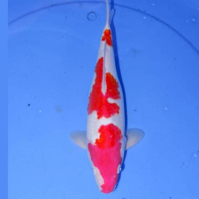KOHAKU ABSTRAK
