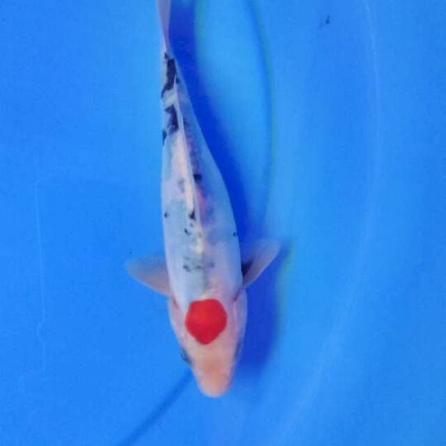 Tancho 21 cm