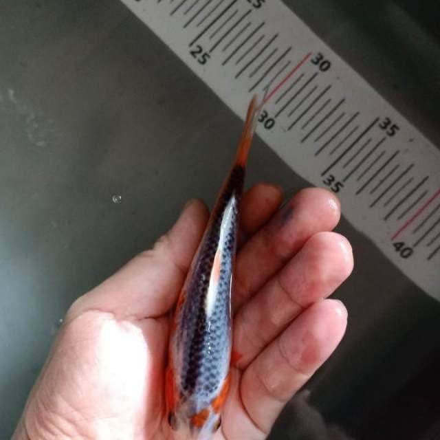 f1 asagi14cm warna samping