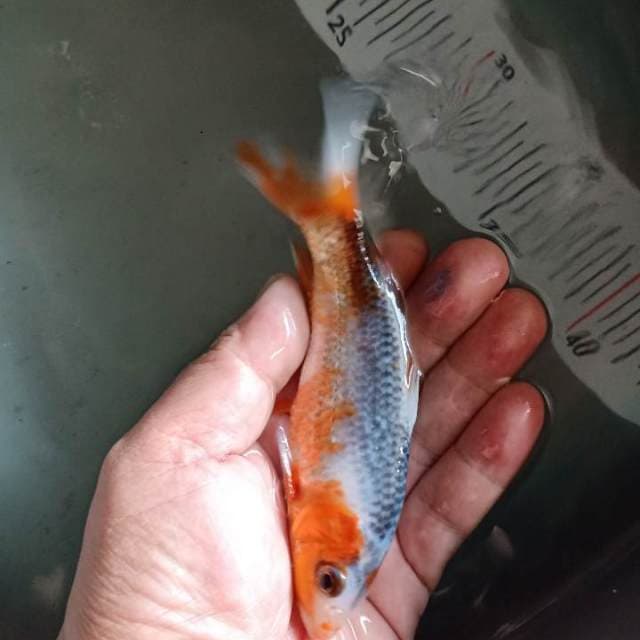 f1 asagi14cm warna samping