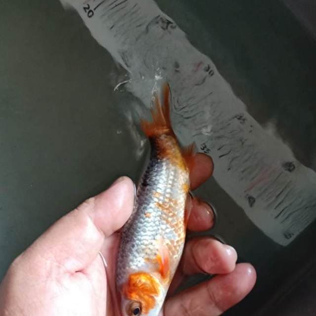 f1 asagi14cm warna samping