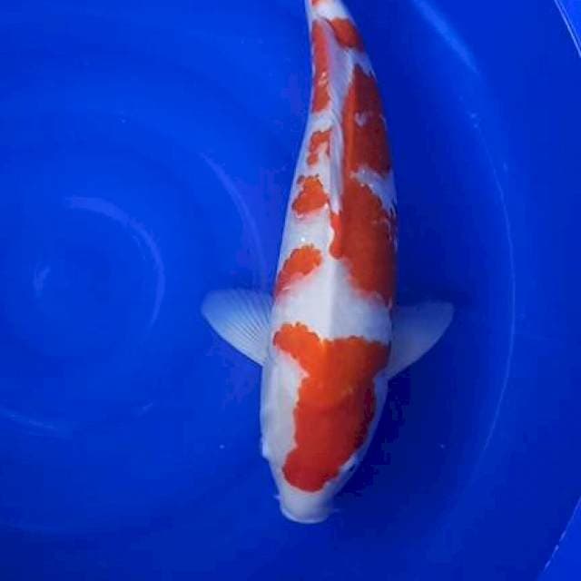 Ginrin kohaku impor ogata fmle 58cm