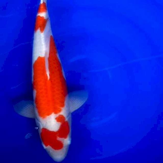 Kohaku impor 55cm