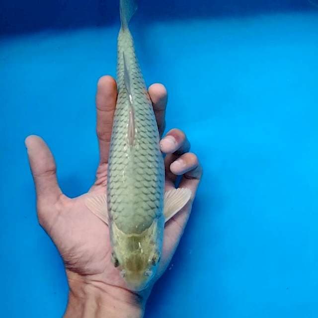 Soragoi Hulk 25cm