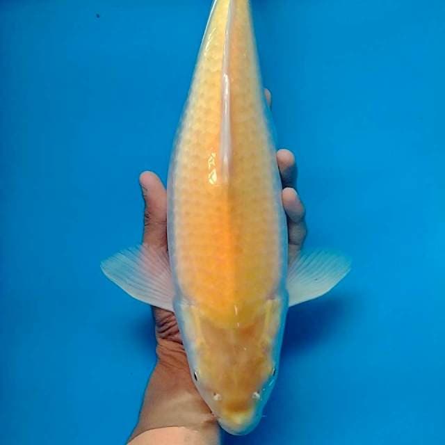 Mata merah 40cm